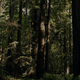 Still of the woods from Hulu docuseries Sasquatch